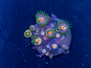 Zoanthids - Pinwheel