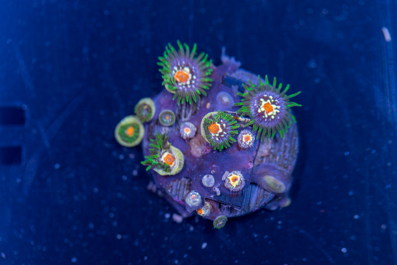 Zoanthids - Pinwheel 1 Zoanthids - Pinwheel
