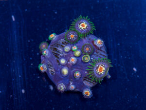 Zoanthids - Pinwheel