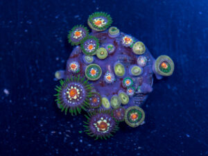 Zoanthids - Pinwheel