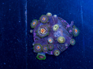 Zoanthids - Pinwheel