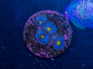 Zoanthids - AOI