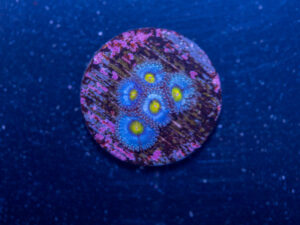 Zoanthids - AOI