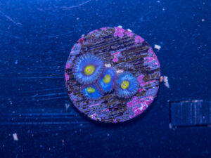 Zoanthids - AOI