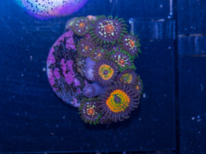 Zoanthids - Pinwheel / Sunny D