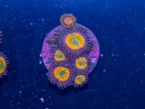 Zoanthids - Sunny D