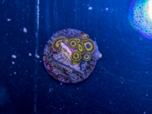Zoanthids - LA Laker