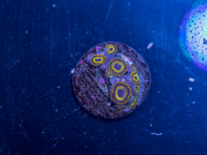 Zoanthids - LA Laker