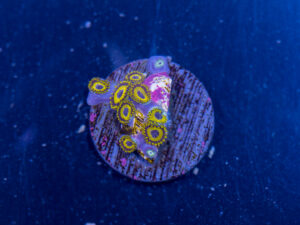 Zoanthids - LA Laker