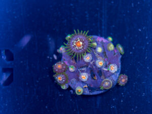 Zoanthids - Pinwheel