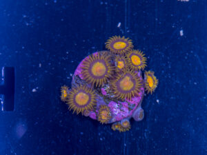 Zoanthids - King Midas