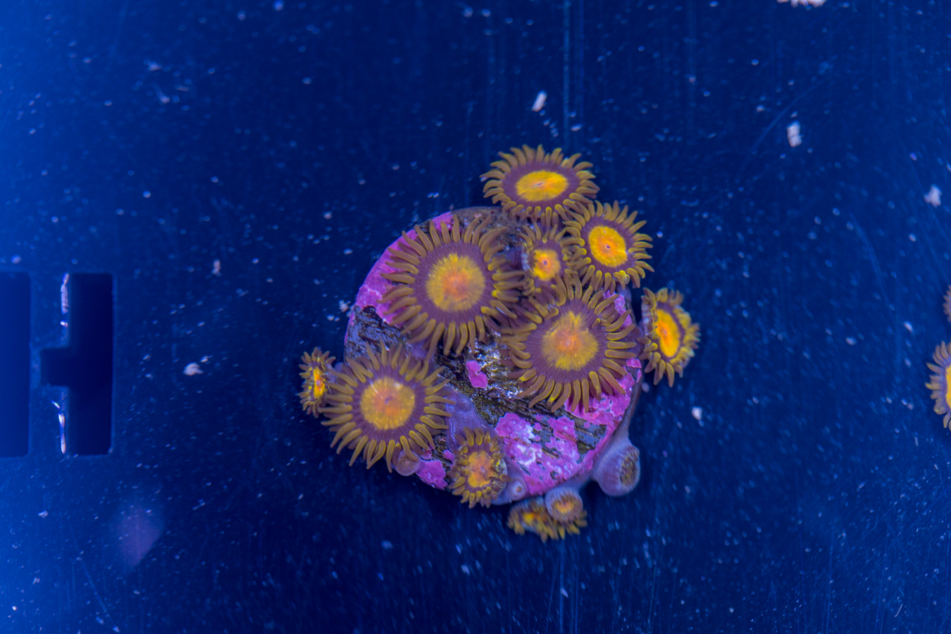 Zoanthids - King Midas 1 Zoanthids - King Midas