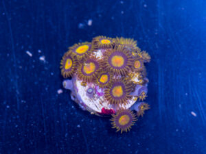 Zoanthids - King Midas