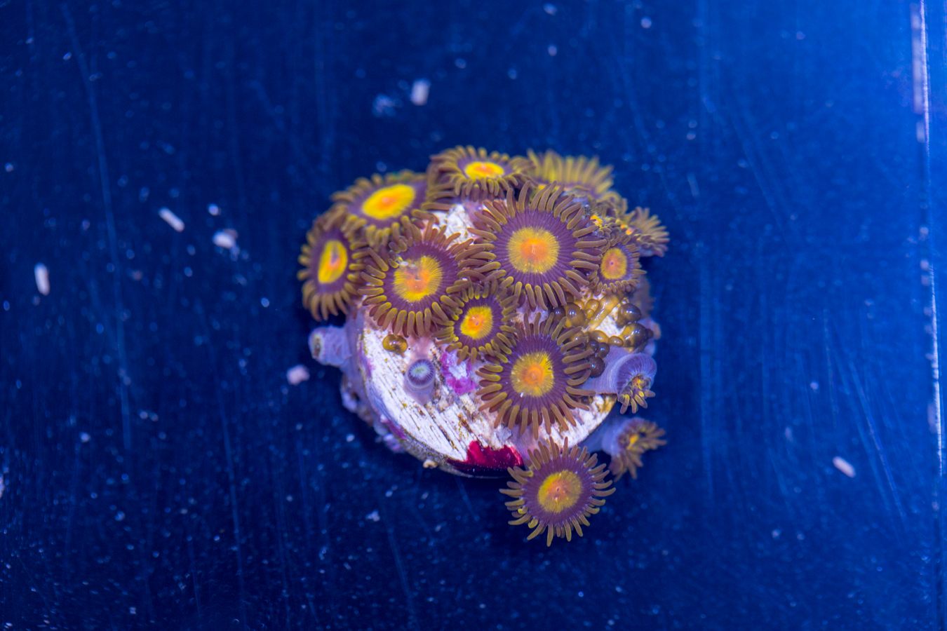 Zoanthids - King Midas 1 Zoanthids - King Midas