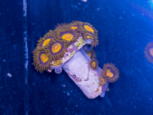 Zoanthids - King Midas