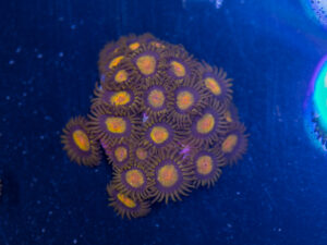 Zoanthids - King Midas