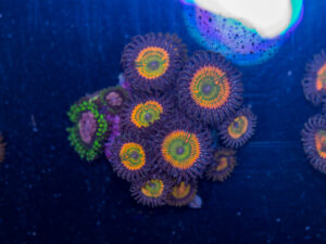 Zoanthids - Sunny D