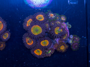 Zoanthids - Sunny D