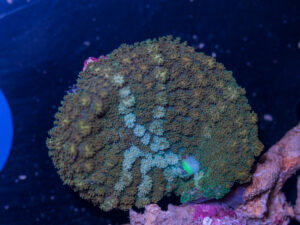 Rhodactus