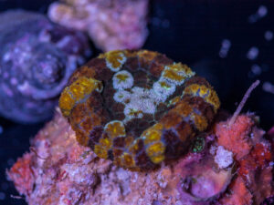 Rhodactus
