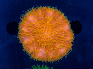 Fungia