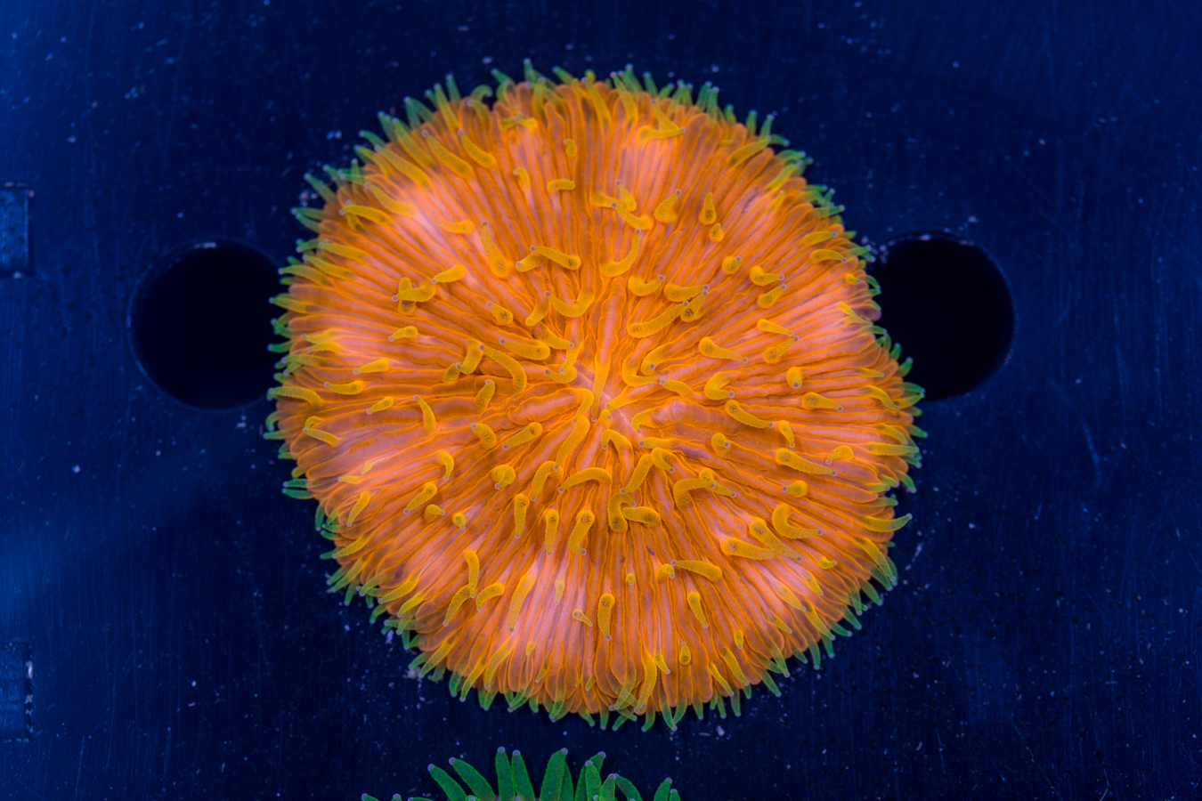 Fungia 1 Fungia