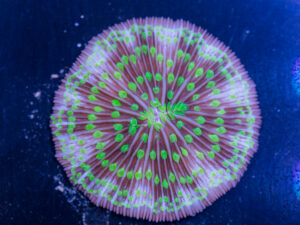 Fungia