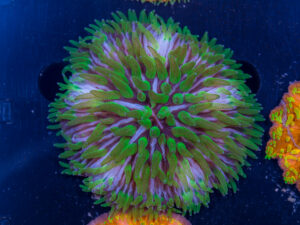 Fungia