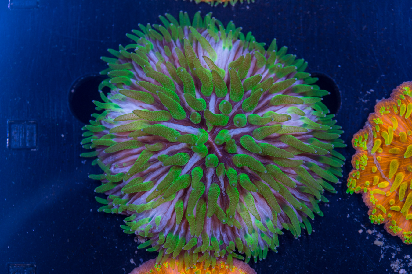 Fungia 1 Fungia