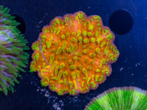Fungia