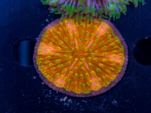 Fungia