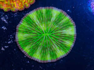 Fungia