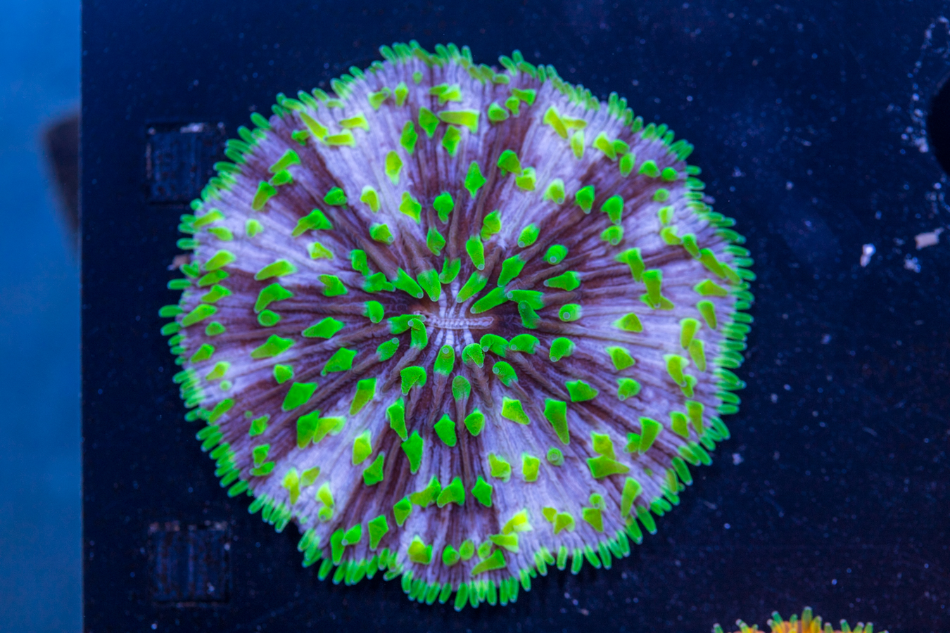 Fungia 1 Fungia