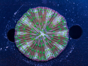 Fungia