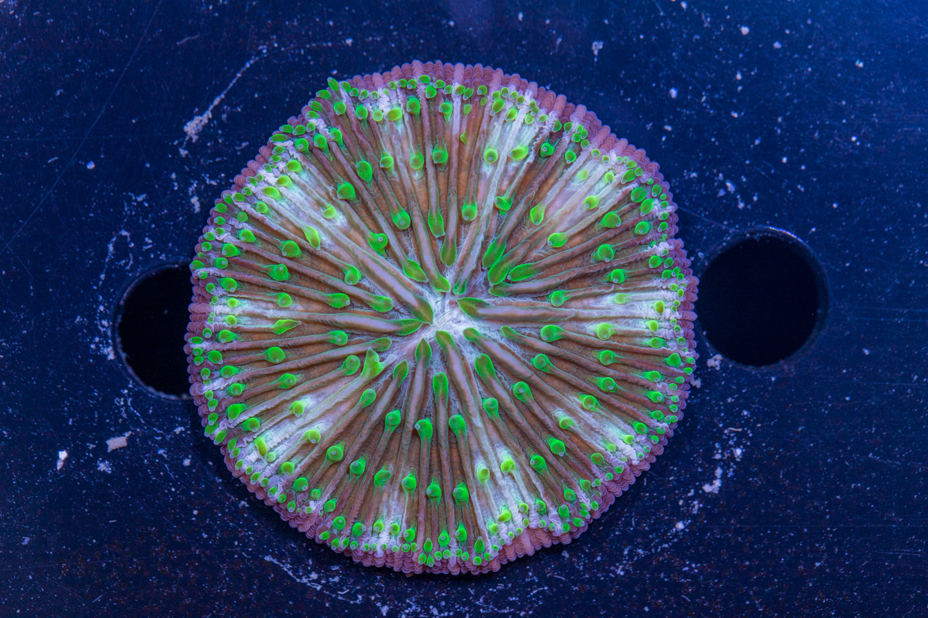 Fungia 1 Fungia