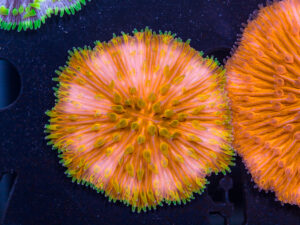 Fungia