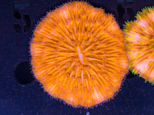 Fungia