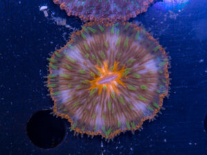 Fungia