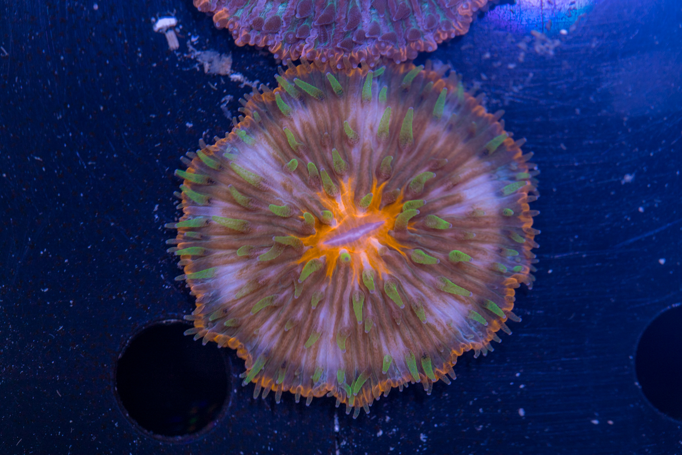Fungia 1 Fungia