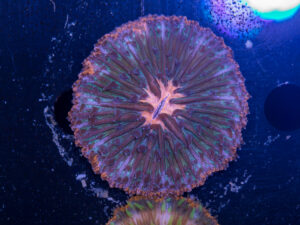 Fungia
