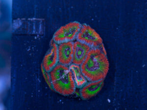 Acan - Holy Grail