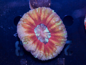 Scolymia