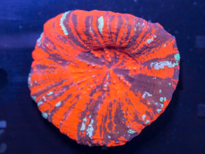 Scolymia