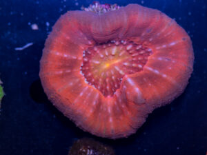 Scolymia
