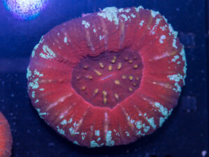 Scolymia