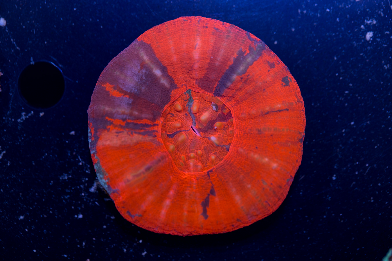 Scolymia 1 Scolymia