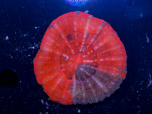 Scolymia