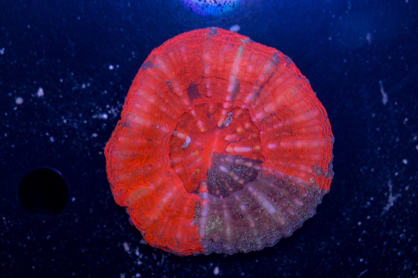 Scolymia 1 Scolymia