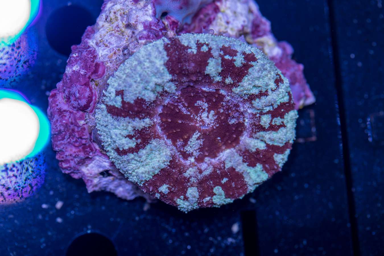 Scolymia 1 Scolymia