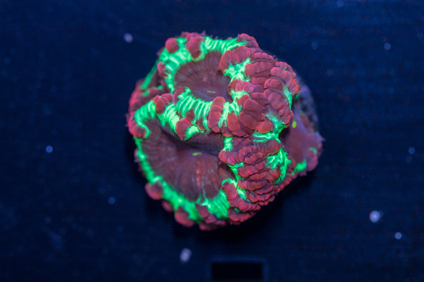 Blastomussa 1 Blastomussa